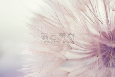 蒲公英,安静,大特写,美,留白,风,水平画幅,梓木,spa美容,夏天