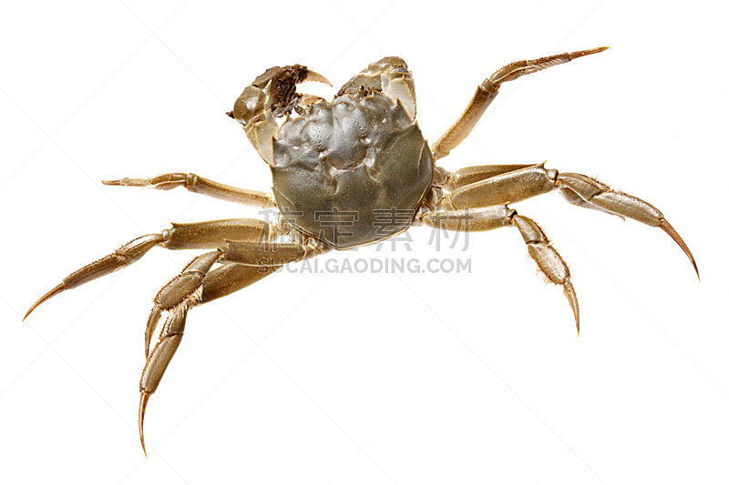 螃蟹,白色背景,分离着色,水平画幅,动物身体部位,特写,明亮,海滩,甲壳动物,四肢