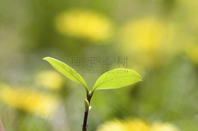 自然,水平画幅,绿色,秧苗,无人,日本,春天,植物,新生活,环境