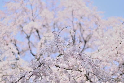 花朵,樱之花,刺针樱桃树木,美洲稠李,亚洲樱桃树,天空,水平画幅,樱花,无人,户外