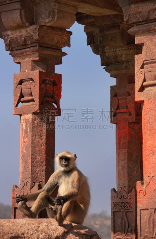 拉森伯恩国家公园,长尾叶猴,叶猴 ,垂直画幅,野生动物,建筑,宫殿,户外,要塞,拉贾斯坦邦