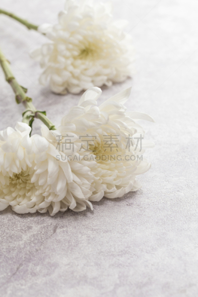 菊花,自然美,白色,自然,芳香的,黄色,季节,垂直画幅,图像,花瓣