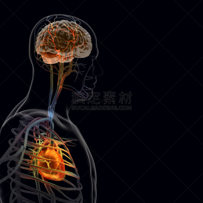 x光,黑色背景,躯干,脊柱,荆棘,科学,生物学,男性