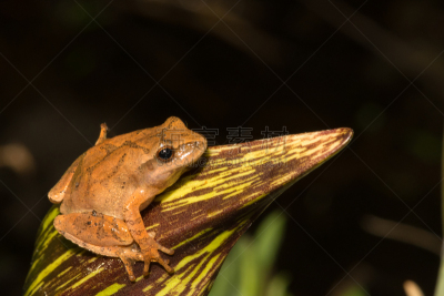 spring peeper frog,北,水平画幅,爬虫学,科学,野外动物,夏天,户外,生态多样性,非凡的