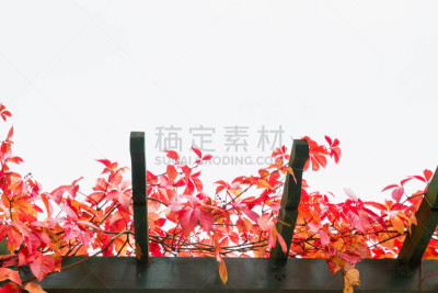 秋天,叶子,公园,停车楼,自然美,色彩鲜艳,自然,水平画幅,木制,无人