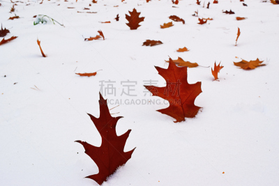 雪,橡树叶,自然,留白,褐色,水平画幅,湿,雪堆,霜