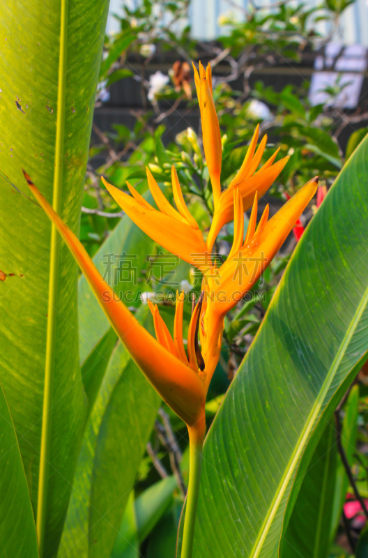 parrot's beak海里康属植物,热带的花,垂直画幅,无人,热带雨林,户外,仅一朵花,自然美,热带气候,2015年