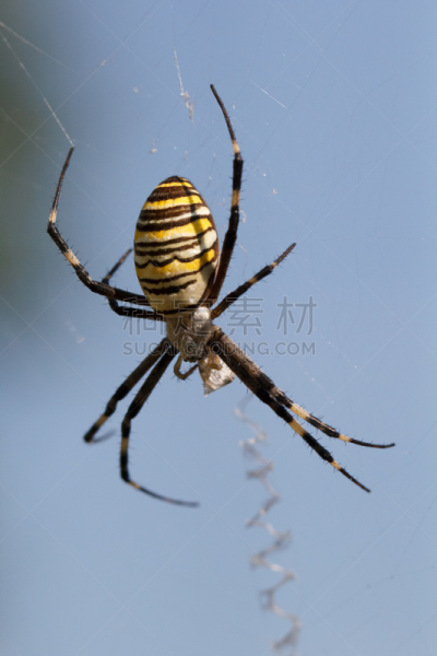 蜘蛛,垂直画幅,褐色,动物身体部位,蜘蛛纲,野外动物,夏天,断纹金蛛,白色,高处