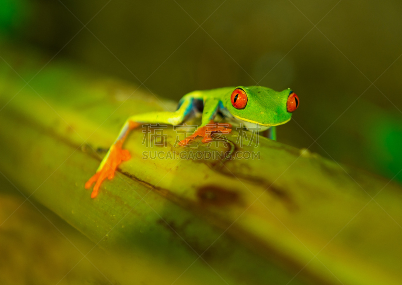 红眼树蛙,托尔图格诺,tortuguero national park,里蒙省,哥斯达黎加,青蛙,亚马逊地区,中美洲,水平画幅,无人