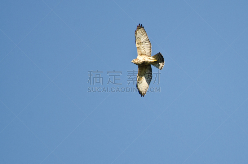 天空,宽翅鹰,蓝色,褐色,野生动物,食肉鸟,水平画幅,轨道运行,无人,褐色眼睛