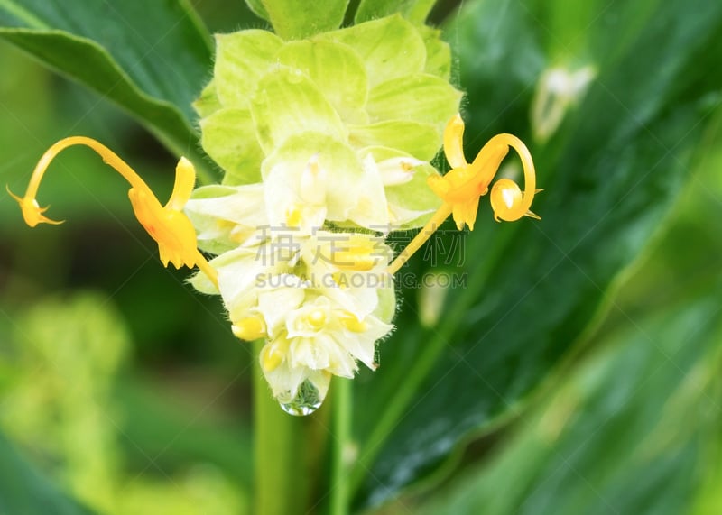 Gingerlily,公园,水平画幅,无人,夏天,组物体,特写,泰国,白色,植物