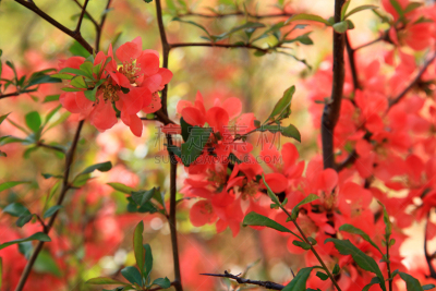 温柏,枝,日本,花朵,皱皮木瓜,水平画幅,茶花,无人,纯净,特写