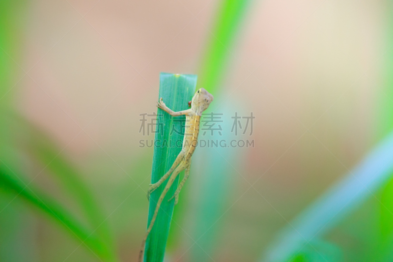 叶子,壁虎,水平画幅,枝繁叶茂,蜥蜴,热带雨林,野外动物,阴影,户外,特写