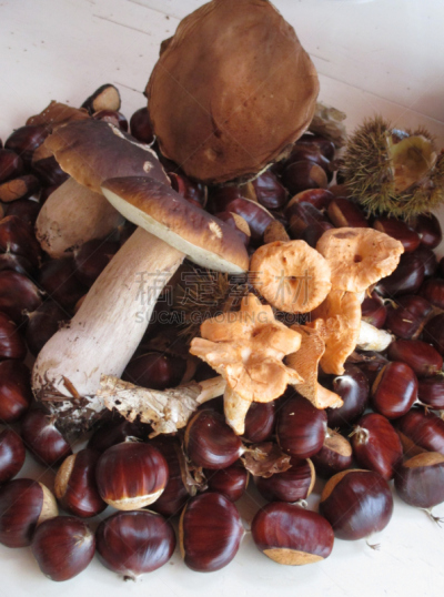 栗子,蘑菇,森林,刺猬菇,牛肝菌,食用菌,灶台,垂直画幅,红色,秋天
