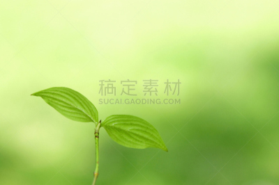 双叶区,自然,水平画幅,绿色,秧苗,无人,春天,植物,新生活,光