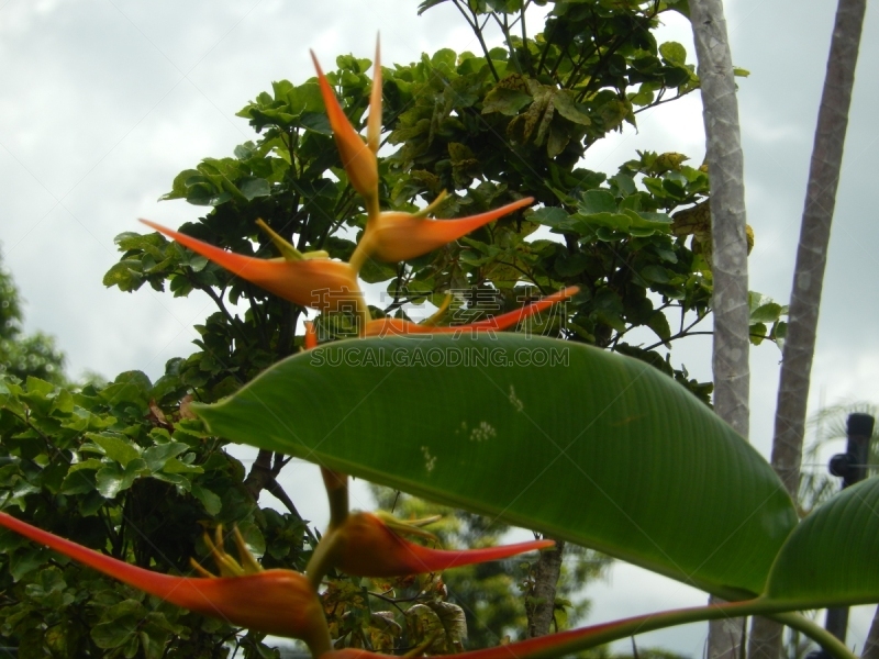 高,parrot's beak海里康属植物,lobster claw 海里康属植物,生态学家,海里康属,亚马孙,生态保护区,亚马逊雨林,亚马逊地区,委内瑞拉