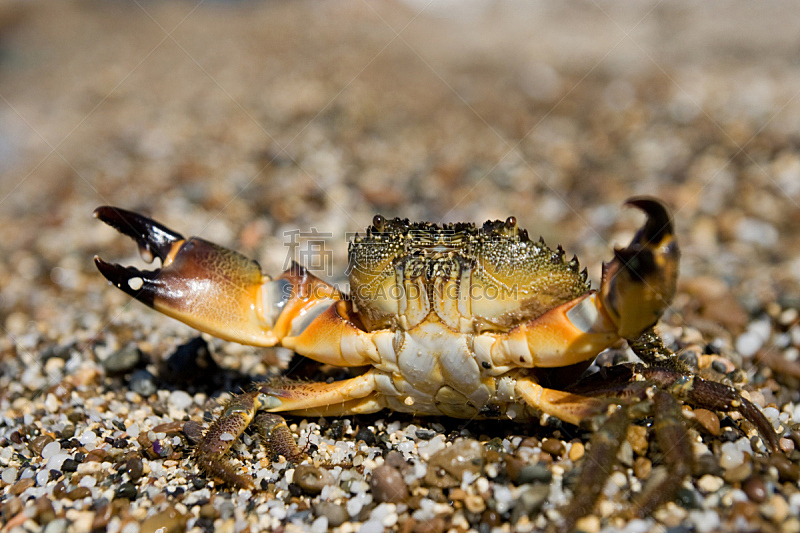 Stone Crab (Eriphia verrucosa)