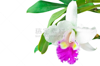 白色,兰花,红色,热带气候,环境,东亚人,仅一朵花,洋兰,女人,自然美