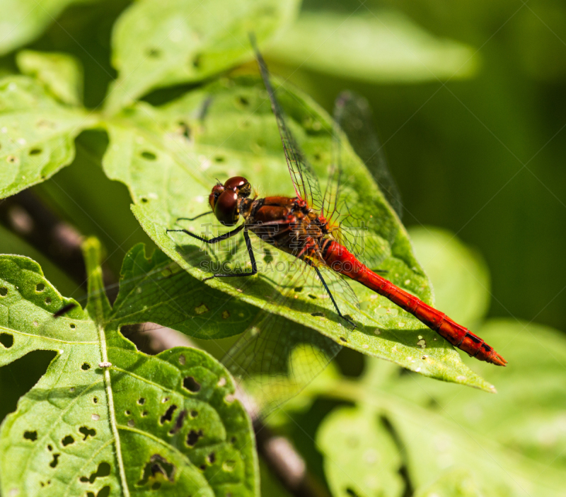 鹭管鱼,blue darter dragonfly,叶子,水,美,条斑赤蜻,褐色,水平画幅,无人,夏天