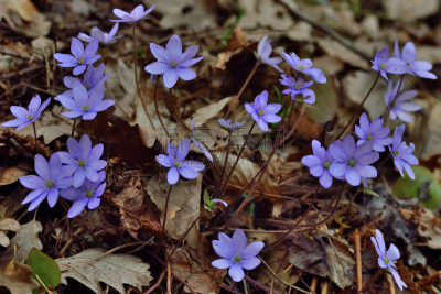 Hepatica nobilis or liverleaf (Leberblümchen)