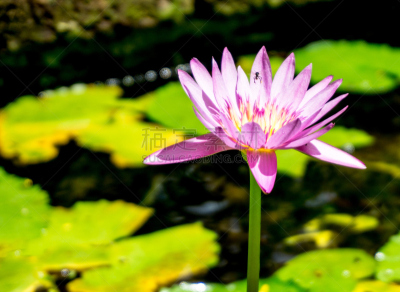Lotus Flower Water Lily