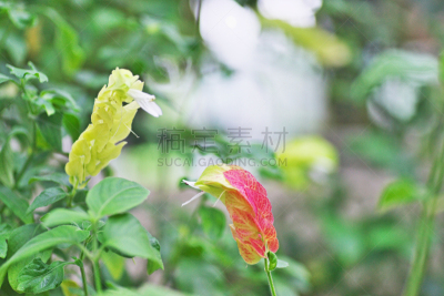 植物,水平画幅,绿色,秋天,无人,日本,粉色,小虾花,神奈川县,摄影