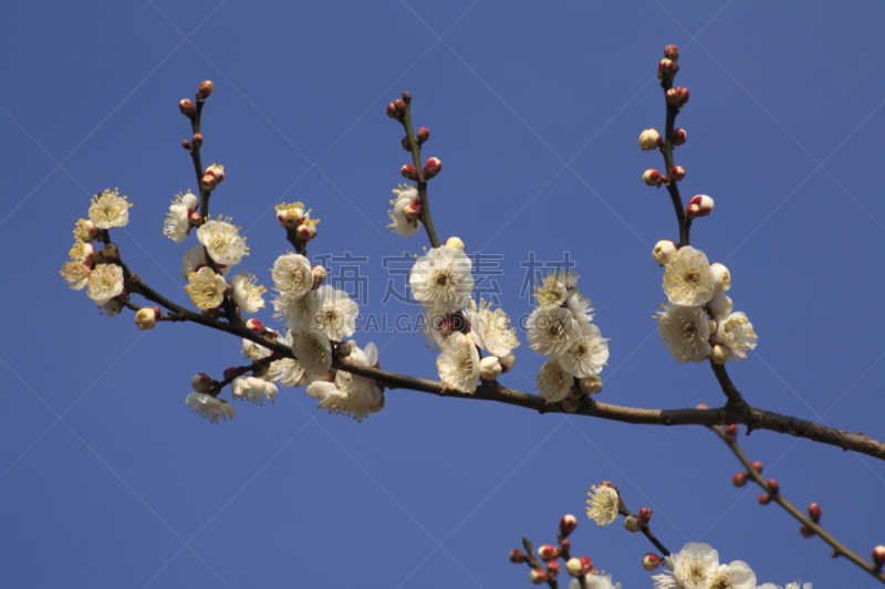 梅花,小石川植物园,东京大学,水平画幅,无人,亚洲,东京,日本,东亚,关东地区