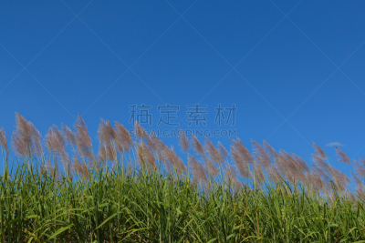 仅一朵花,甘蔗,黎明,天空,能源,夏天,草,都市风景,农作物,城镇