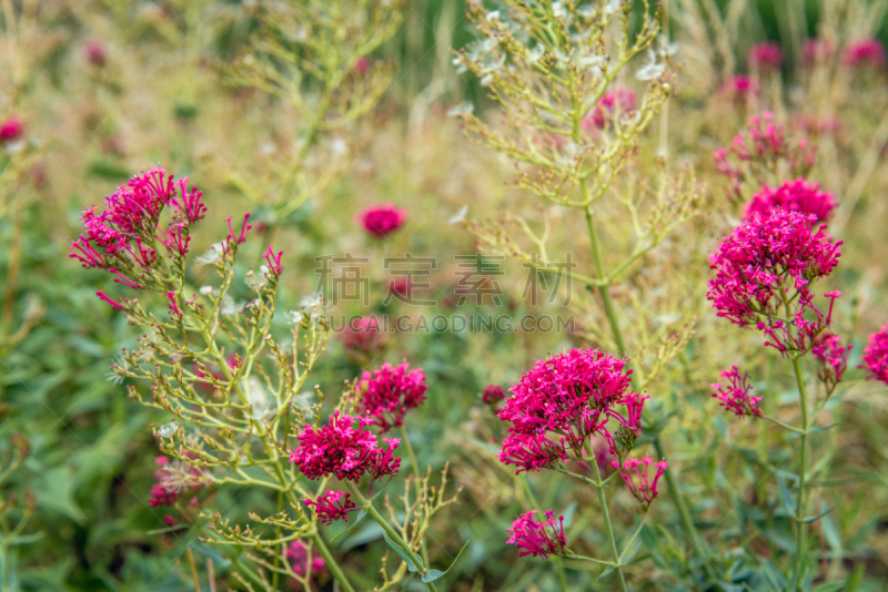 红缬草,花蕾,野生植物,花朵,接力赛,缬草属植物,多年生植物,野花,美,络腮胡子