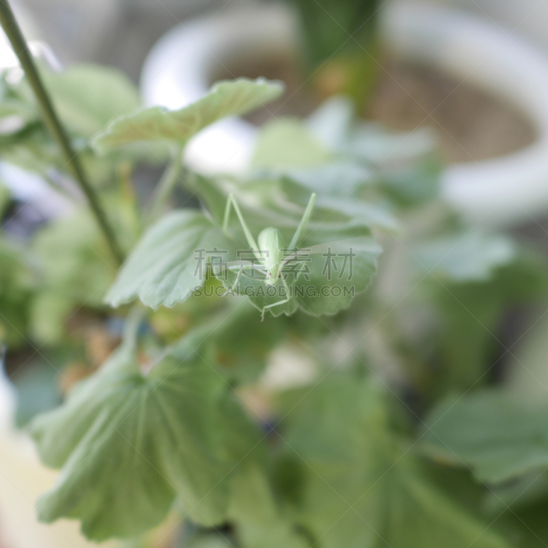 纺织娘,叶子,剑角蝗科,蝗虫,蚱蜢,枝繁叶茂,户外,草,植物,灌木