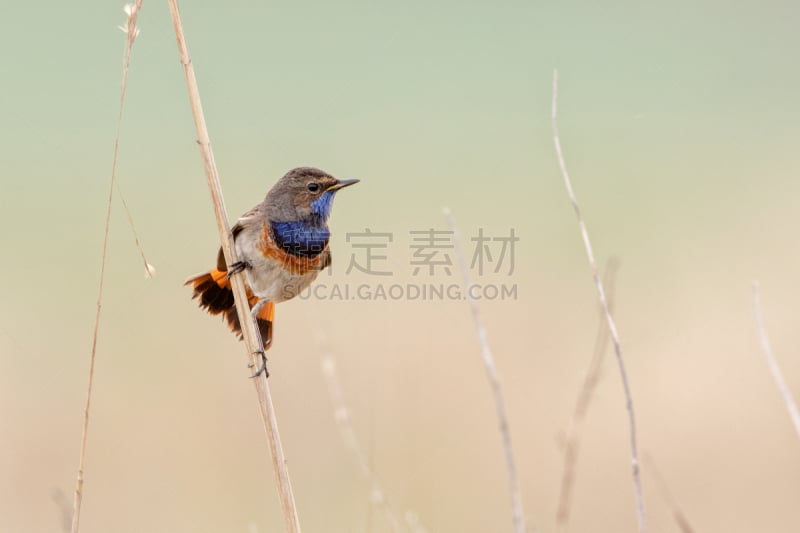 兰喉鸟,背景分离,野生动物,图像,荷兰,一只动物,北美歌雀,自然美,春天,无人