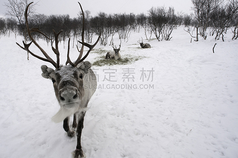 雪,自然,雄鹿,野生动物,水平画幅,无人,户外,鹿,充满的,哺乳纲