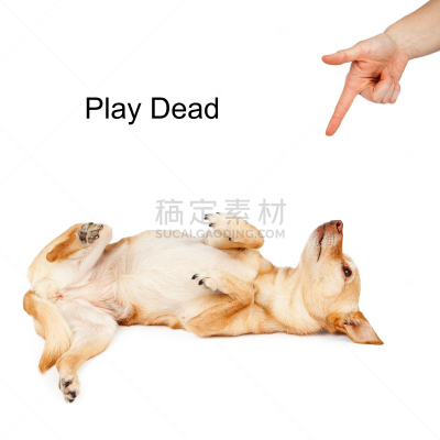 狗,进行中,死亡的动物,装死,训服,动物杂技,留白,手势语,哺乳纲,纯种犬
