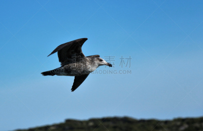 岬海燕,水平画幅,无人,鸟类,户外,自然美,海岸线,海燕,海鸟,管鼻藿