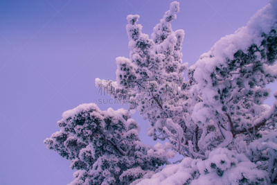 拉普兰,松树,天空,萨利色尔卡,水平画幅,雪,无人,户外,斯堪的纳维亚半岛,白色