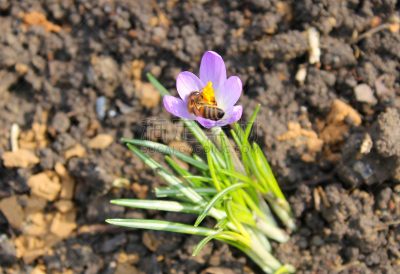 番红花属,蜜蜂,紫色,非洲杀人蜂,雌蕊,藏红花,品红色,复活节,水平画幅,户外