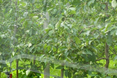 网,智慧,顺序,冰雹,苹果树,自然,水平画幅,水果,无人,生物学