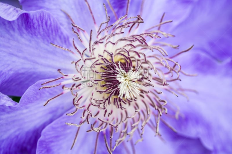 purple clematis growing in the garden