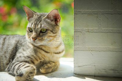 野生猫科动物,驯养动物,水平画幅,指甲,老鼠,爪子,动物身体部位,热带雨林,户外,虎