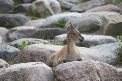 markhor,雄鹿,络腮胡子,阿富汗,水平画幅,动物身体部位,野外动物,户外,生物学,哺乳纲