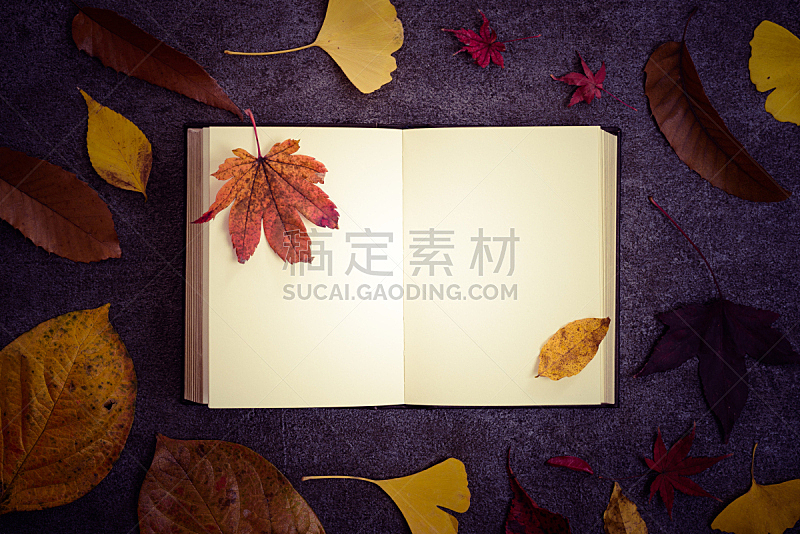 叶子,自然,留白,水平画幅,秋天,无人,笔记本,日记,业余爱好,植物