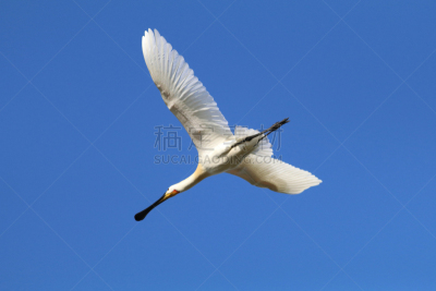 白琵鹭,自然,天空,美,人的头部,水平画幅,蓝色,鸟类,动物身体部位,户外