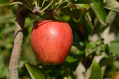 布瑞拜苹果,水平画幅,维生素,户外,农作物,植物,果园,园艺,清新,苹果树