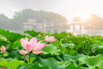 西湖,杭州,荷花,夏天,花头,水,美,公园,水平画幅,户外