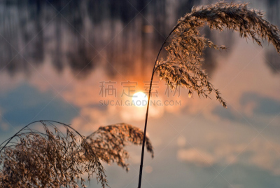 芦苇,水,水平画幅,夜晚,无人,湖,树荫,莎草,植物,光