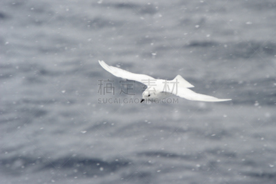 雪燕,罗斯海,南部大型海燕,海燕,南极,水,暴风雨,水平画幅,雪,鸟类
