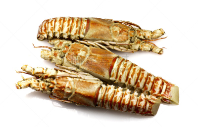 龙虾,香槟地区,饮食,褐色,水平画幅,海产,户外,海洋,大螯虾,红色