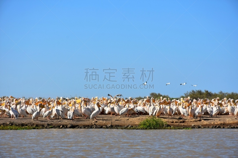 鸟类,捕猎行为,国内著名景点,湖,塞内加尔,美洲白鹈鹕,世界遗产,白鹈鹕,水面,动物群