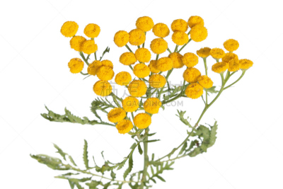 艾菊,分离着色,白色,艾蒿,驱虫剂,杀虫剂,水平画幅,无人,白色背景,背景分离