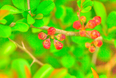 温柏,春天,园林,皱皮木瓜,茶花,美,水平画幅,夏天,户外,图像